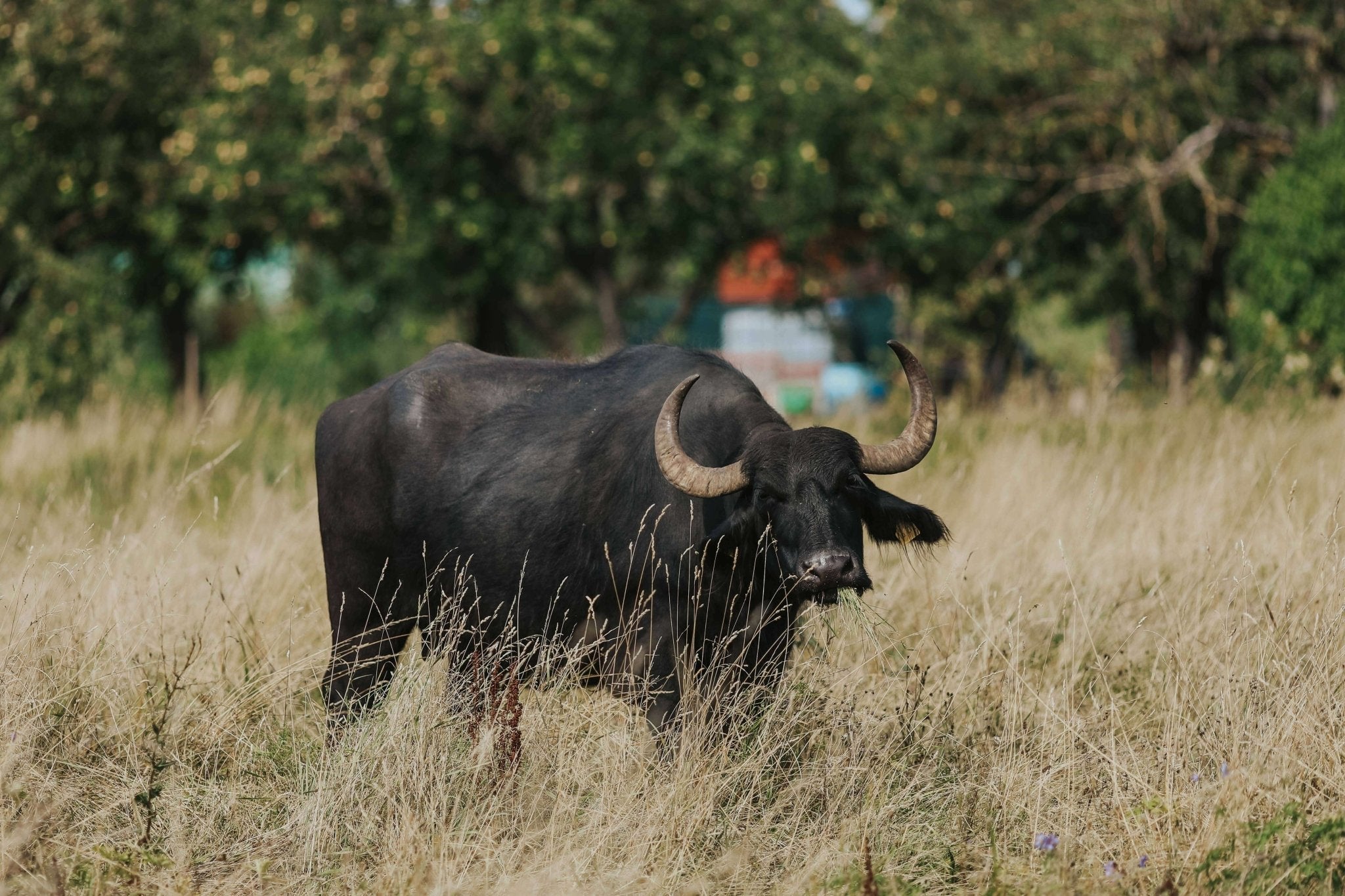 Unsere Büffel-Partner aus Deutschland Ethische AufzuchtbedinungenUnsere deutschen Partner achten darauf, die Büffel stressfrei und nach höchsten Standards zu behandeln. Diese Werte spiegeln sich in jedem Prozess von der Aufzucht bis zur Schlachtung wider.
