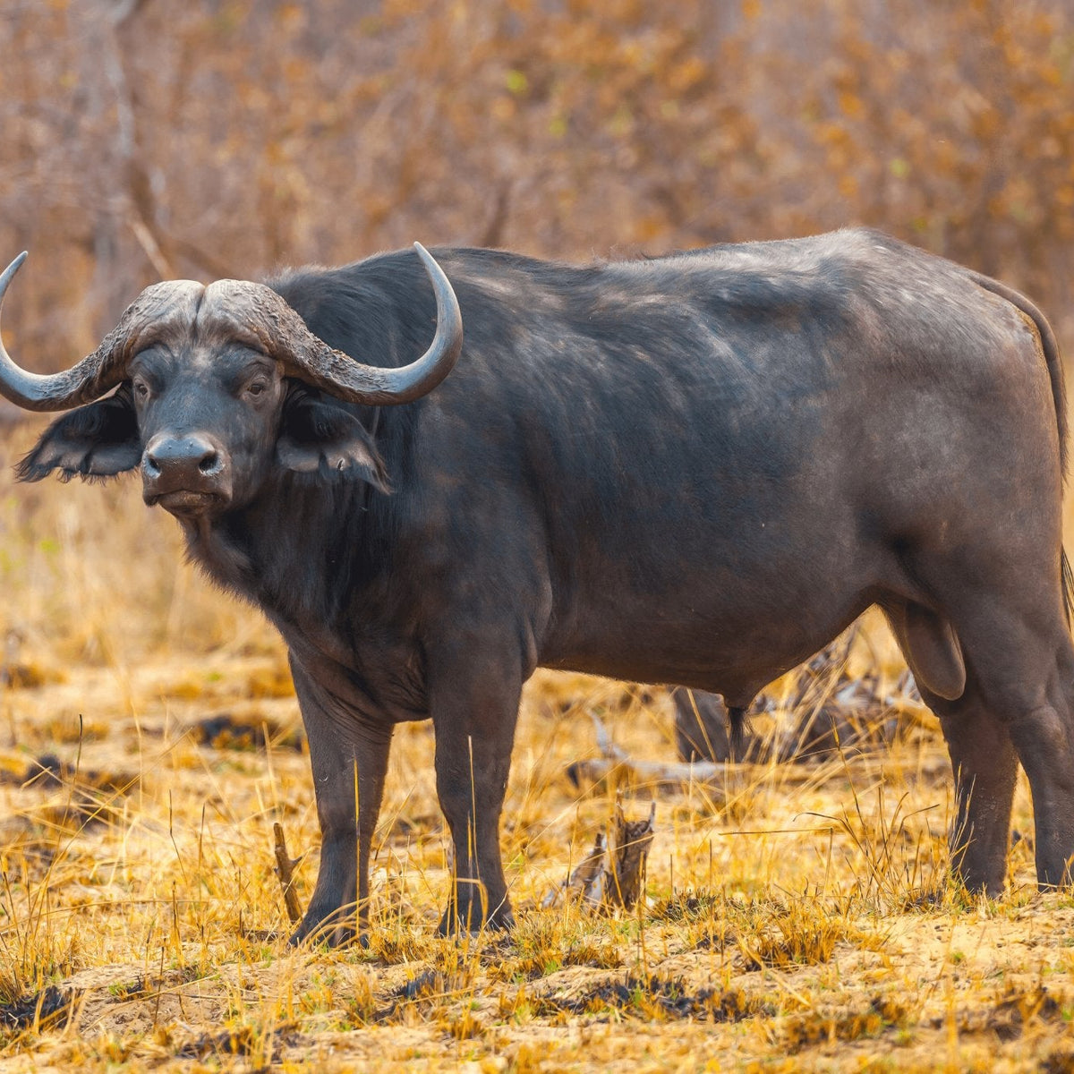 The differences of buffalo and bison