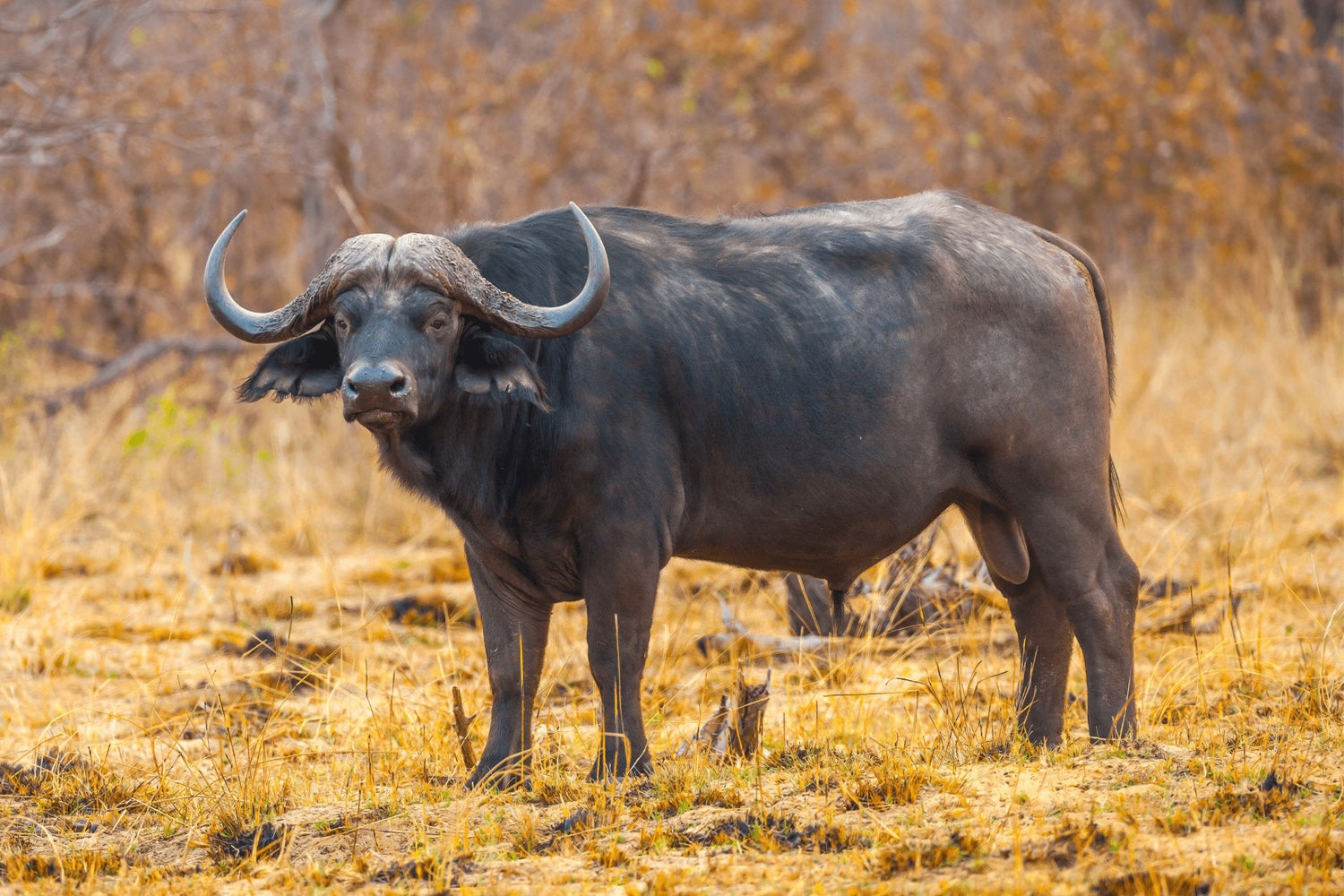 Die Unterschiede von Büffel und Bison Oftmals wird der Büffel mit dem Bison verwechselt. Verständlicherweise, denn beide sind groß, haben Hörner und gehören zu der Familie der Bovidea. Dabei haben sie von Grund auf unterschiedliche physische Merkmale, Leb